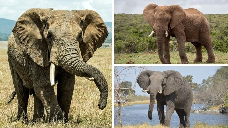 Tai lớn nhất đặc trưng độc đáo của voi