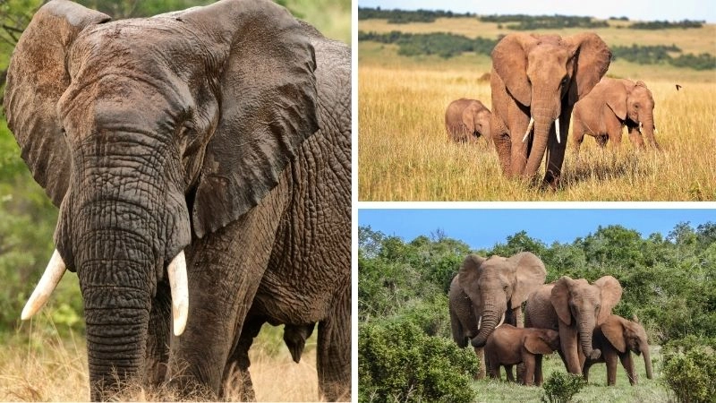 Đặc điểm động vật thích nghi của voi châu Phi