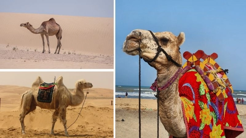 Động vật sa mạc sức sống trong khắc nghiệt