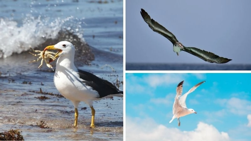 Chim hải âu biểu tượng tự do của đại dương