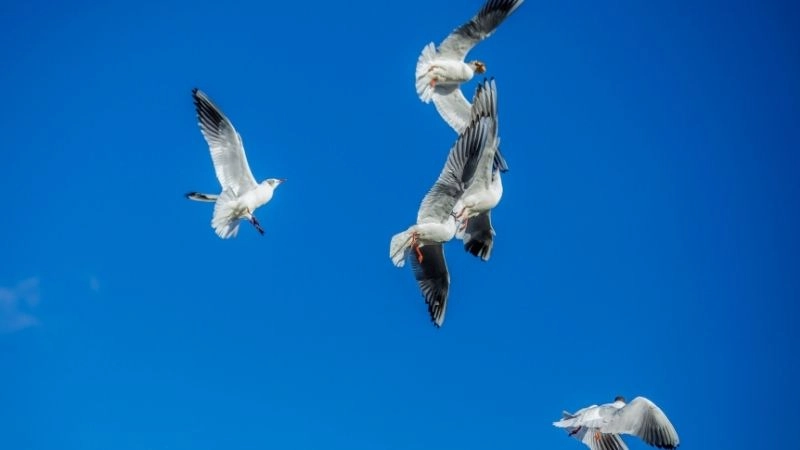 Sải cánh lớn lợi thế bay lượn của chim