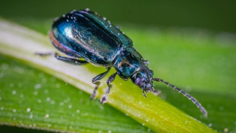 Sức mạnh động vật và khả năng bọ cánh cứng