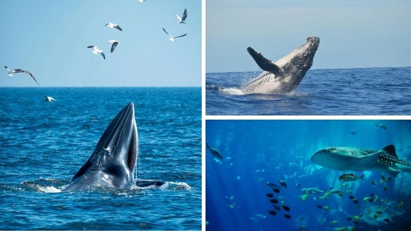 Kỷ lục âm thanh và đa dạng sinh học