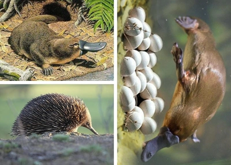 Hình ảnh nêu rõ đặc điểm của loài thú đơn huyệt