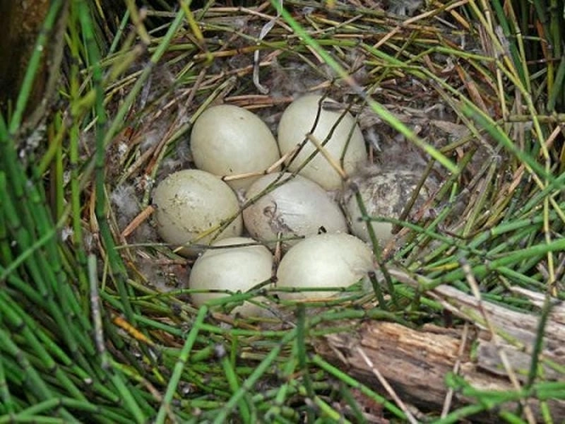 Khám phá bí ẩn động vật nào có vú nhưng đẻ trứng