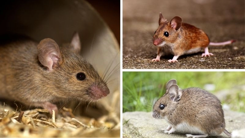 Chuột gen công cụ nghiên cứu sinh học