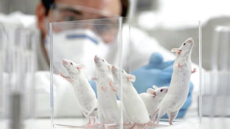 Động vật thí nghiệm nền tảng khoa học y học