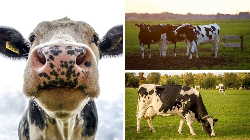 Chăn nuôi bò nền tảng kinh tế nông thôn