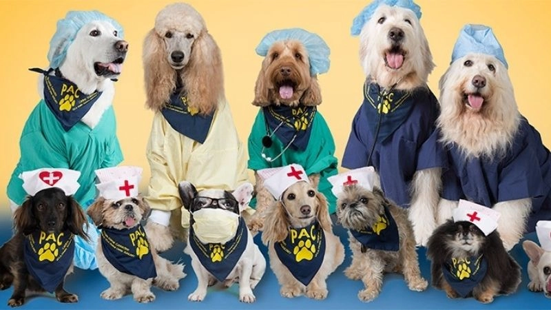 Liệu pháp thú cưng hỗ trợ sức khỏe tinh thần