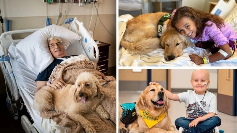 Chó liệu pháp người bạn an ủi bệnh nhân