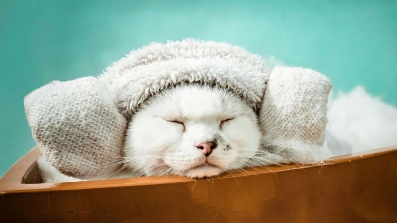 Mèo liệu pháp sự dịu dàng trong trị liệu