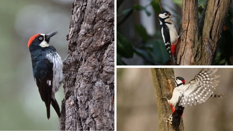 Kiểm soát sâu bệnh bảo vệ nông nghiệp