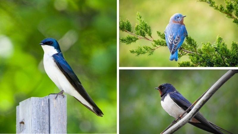 Chim ăn sâu người hùng đồng ruộng