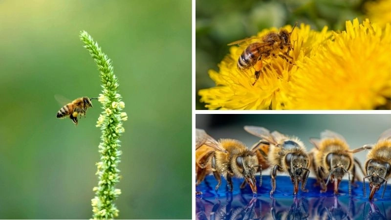 Thụ phấn là gì và tại sao quan trọng