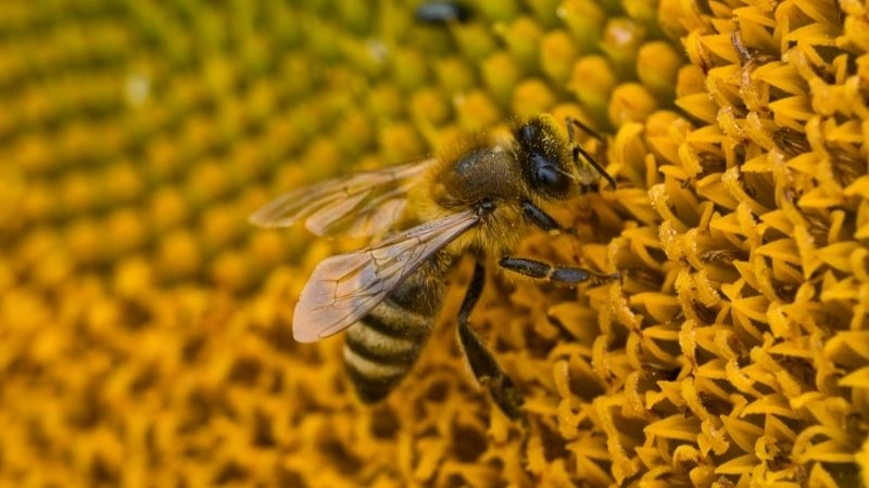 Ong mật và tầm quan trọng trong thụ phấn
