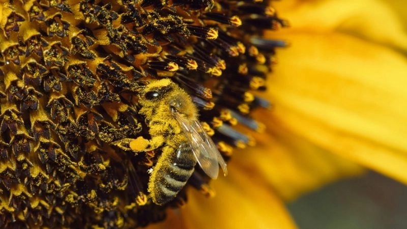 Vai trò động vật trong hệ sinh thái