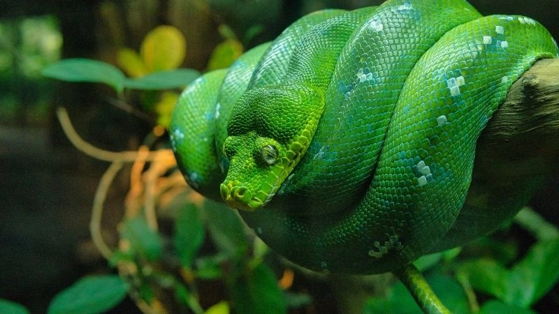 Rắn và vai trò trong hệ sinh thái