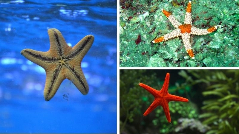 Đặc điểm sinh sản và đa dạng sinh học