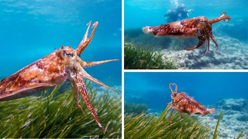 Động vật sống dưới đáy đại dương bí ẩn