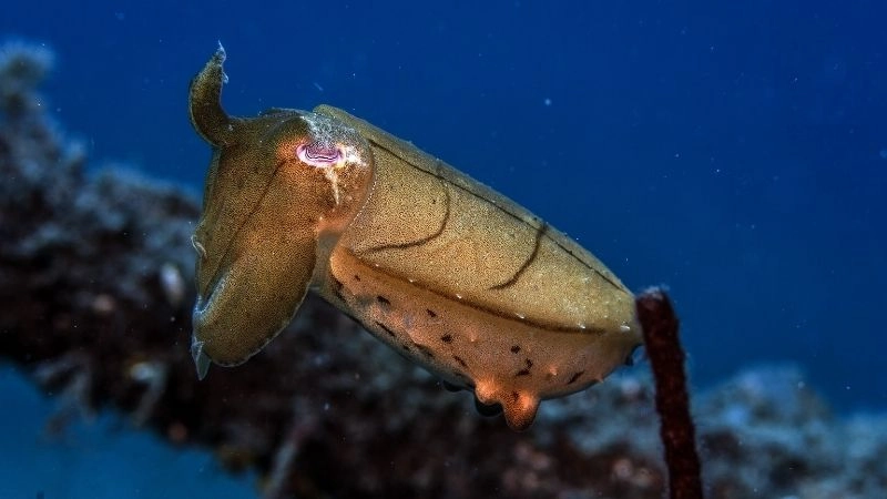 Mực khổng lồ huyền thoại của đáy biển