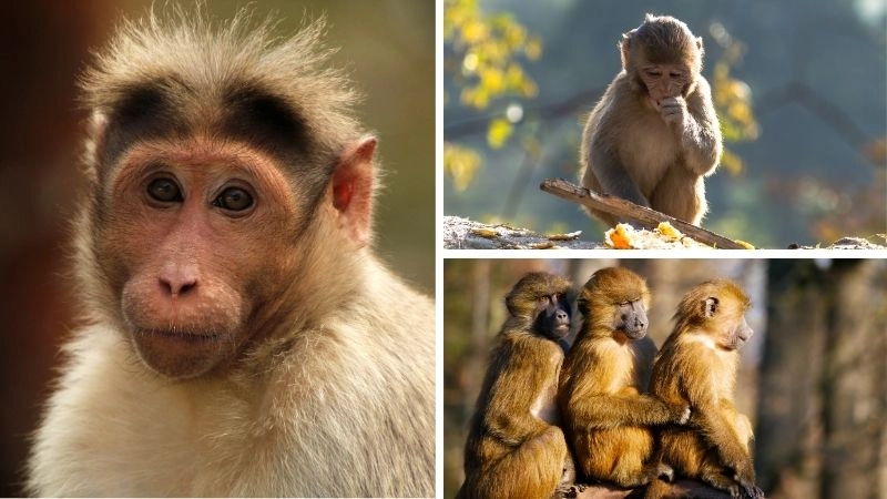 Khỉ biểu tượng linh hoạt của rừng nhiệt đới