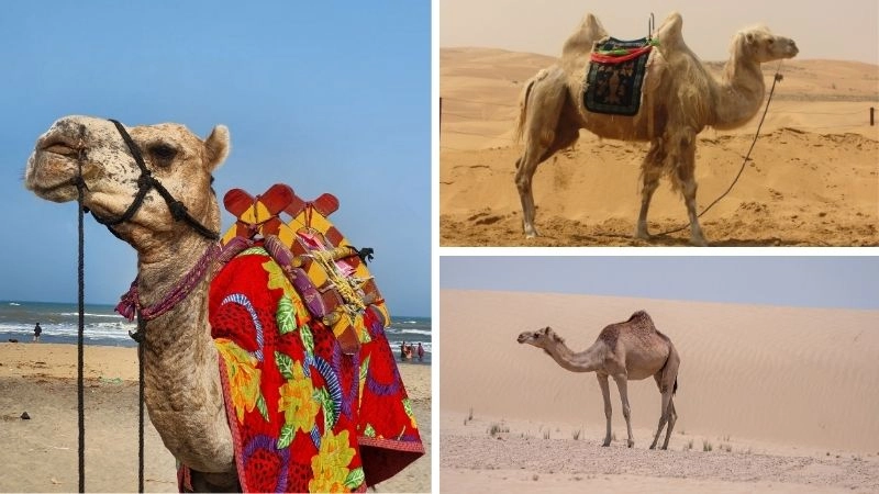 Động vật sa mạc sức sống trong cát nóng