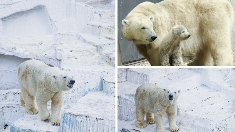 Gấu Bắc Cực chúa tể băng giá của vùng cực
