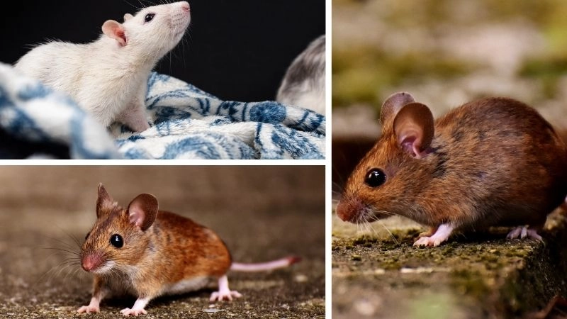 Động vật đô thị sức sống trong thành phố