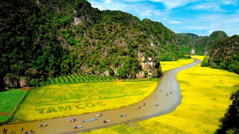 Khoảng thời gian từ cuối tháng 5 đến đầu tháng 6 là lúc Tam Cốc mùa lúa chín rực rỡ 