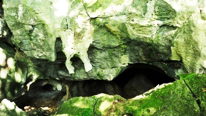 Vườn quốc gia Cúc Phương lưu giữ ngàn cổ tích