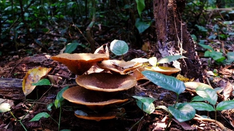 Cúc Phương nơi trái tim thiên nhiên vẫn đập