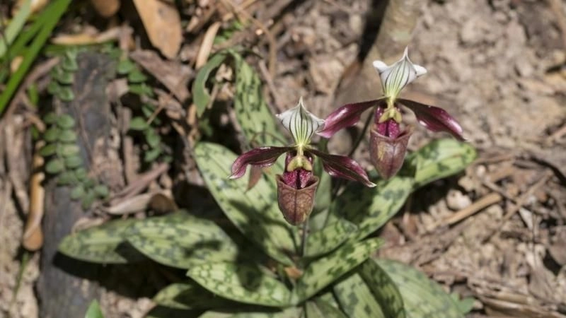 Cao nguyên đá Đồng Văn nét đẹp dữ dội