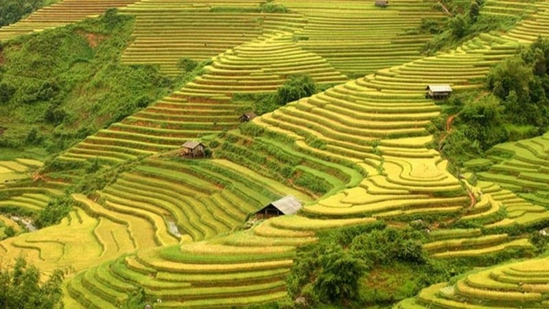 Ruộng bậc thang Hoàng Su Phì óng vàng mùa lúa