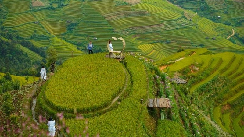 Mùa vàng đổ xuống ruộng bậc thang Hoàng Su Phì
