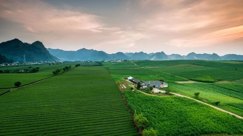 Lịch sử hình thành đồi chè Mộc Châu 