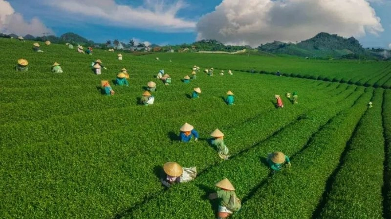 Đồi chè Mộc Châu xanh mướt tận chân trời