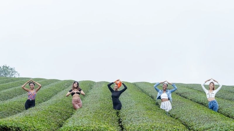 Đồi chè Mộc Châu đẹp như bức tranh mùa xuân