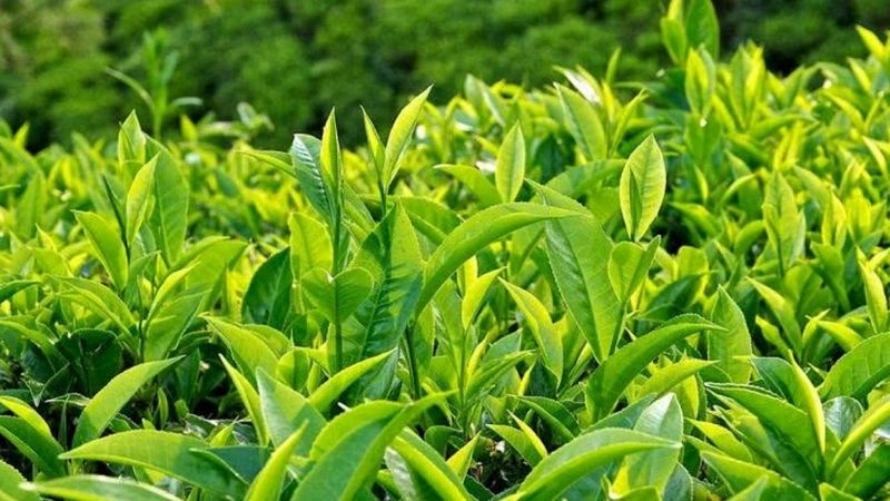 Mộc Châu dịu dàng trong hương chè buổi sớm