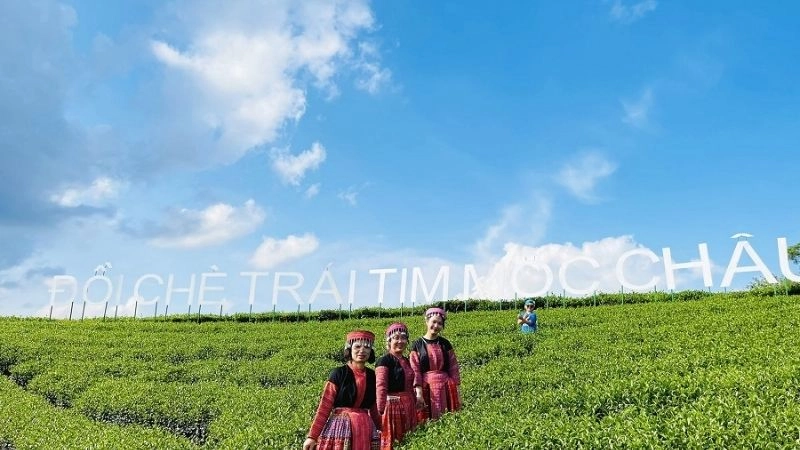 Đồi chè Mộc Châu nơi gió quyện hương xanh