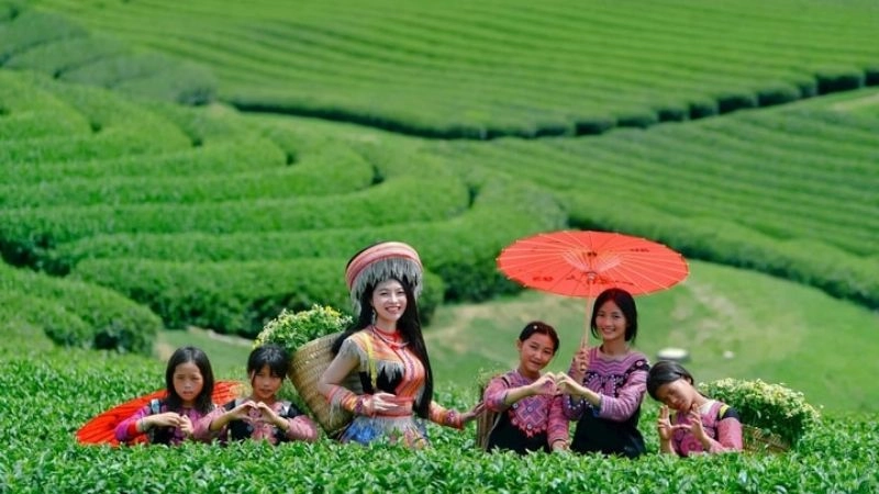 Chè Mộc Châu xanh mướt đón nắng ban mai