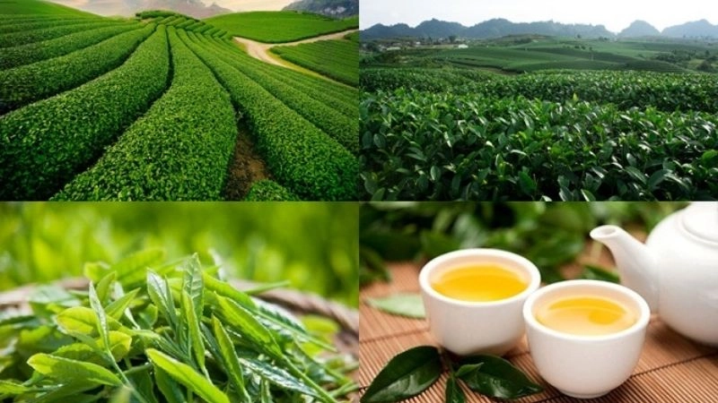 Mộc Châu khoe sắc xanh giữa trời lồng lộng