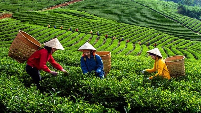 Mộc Châu hút hồn du khách bởi đồi chè