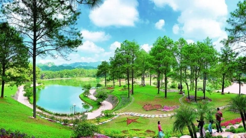 Đắm chìm giữa rừng thông Bản Áng thơ mộng