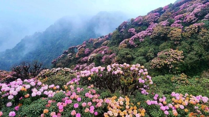 Đỉnh Pu Ta Leng vẫy gọi kẻ chinh phục đỉnh cao