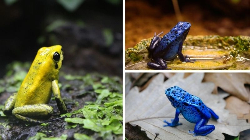 Màu sắc ếch vẻ đẹp cảnh báo trong tự nhiên