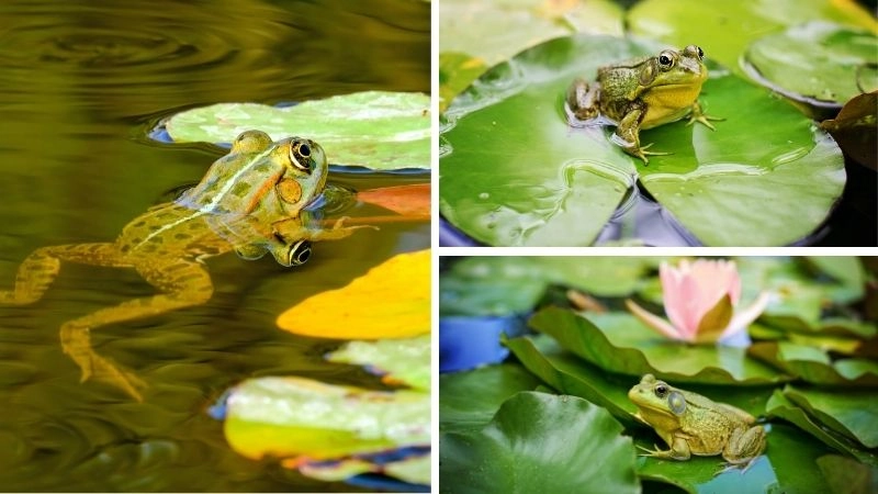 Ếch lưỡng cư biểu tượng linh hoạt của tự nhiên