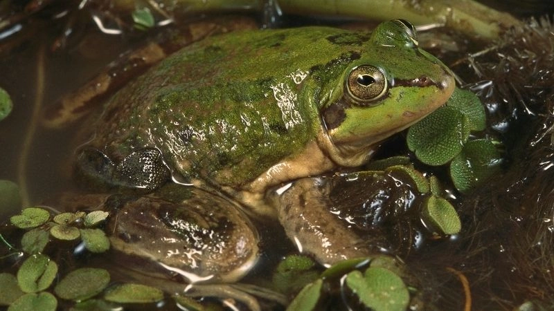 Đặc điểm lưỡng cư thích nghi với đất và nước