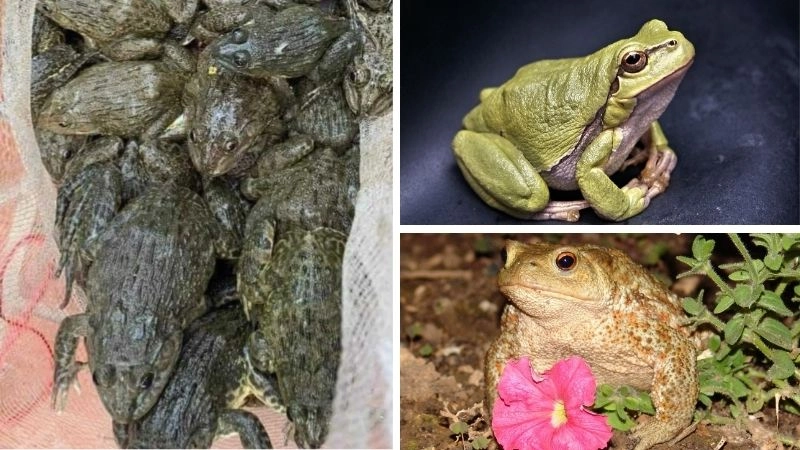 Môi trường sống ếch yếu tố quyết định sự sinh tồn