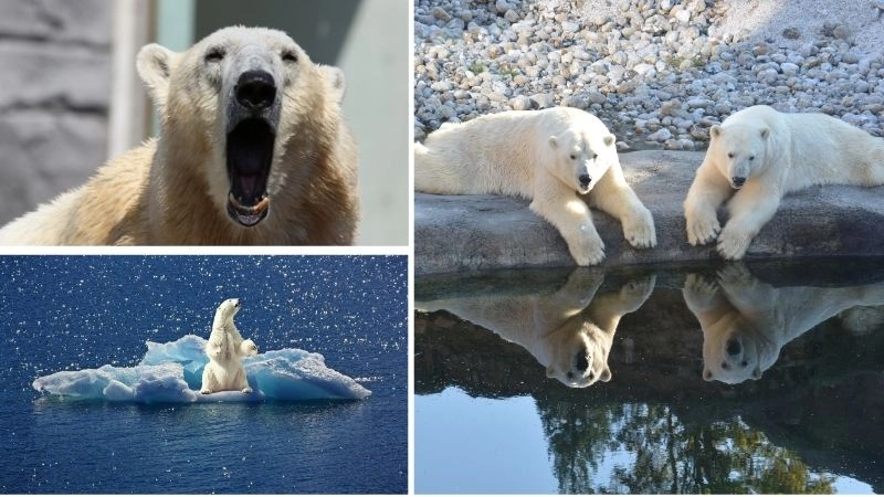 Động vật Bắc Cực đa dạng trong hệ sinh thái băng giá