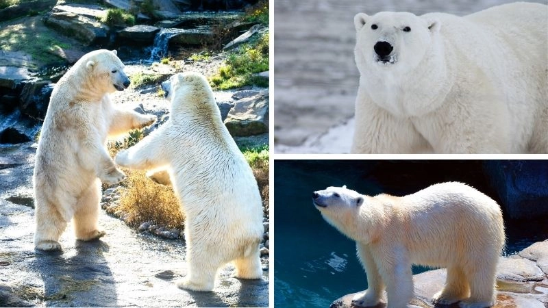 Gấu Bắc Cực biểu tượng sức mạnh vùng băng giá